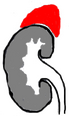 AQUAPE/AGS